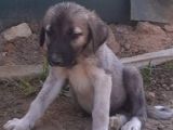 Sahibinden dişi kangal