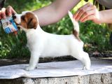 Safkan Fcı Secereli Jack Russel Terrier Yavruları