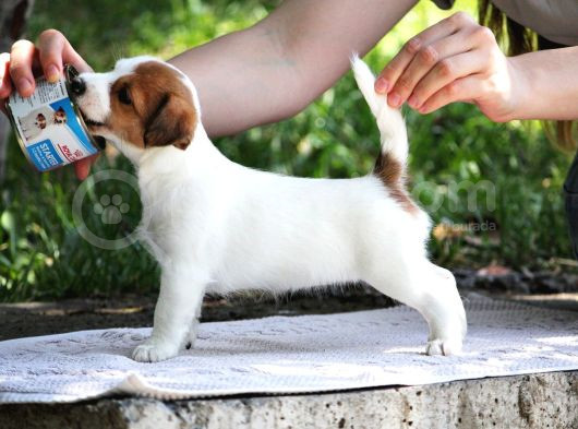 Safkan Fcı Secereli Jack Russel Terrier Yavruları görsel