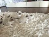 Çok Özel Sçr Belgeli Ragdoll  Yavrularımız 