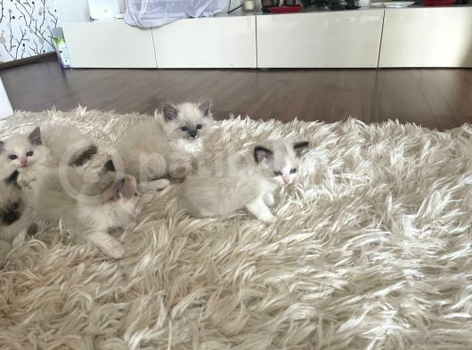 Çok Özel Sçr Belgeli Ragdoll  Yavrularımız  görsel