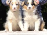 Secereli ausie  Avusturalya çoban köpeği yavruları