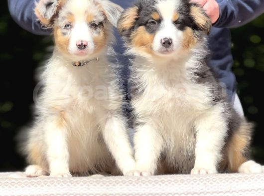 Secereli Ausie  Avusturalya Çoban Köpeği Yavruları