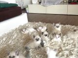 Çok Özel Sçr Belgeli Ragdoll  Yavrularımız 