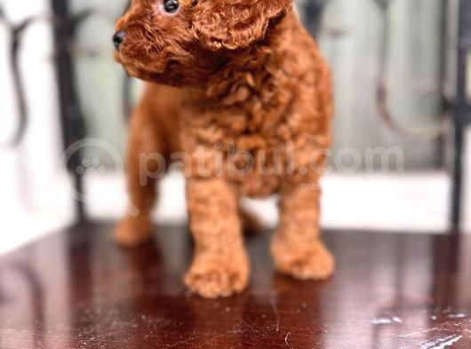 Show Kalite Redbrown Toy Poodle Yavrularımız görsel