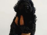 En Güzel Black Toy Poodle Yavrularımız Aşılı Karneli 