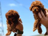 Show Kalite Redbrown Toy poodle Yavrularımız