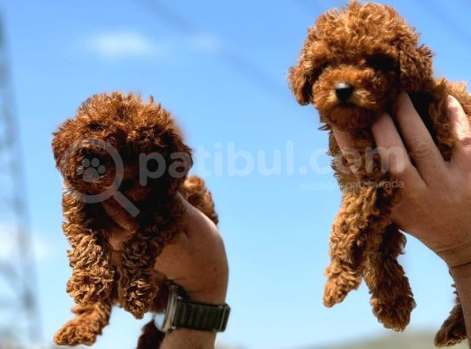Show Kalite Redbrown Toy Poodle Yavrularımız