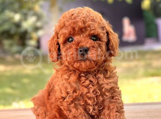Red Brown Kore Mini Toy Poodle Yavrular