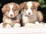 Secereli Ausie  Avusturalya Çoban Köpeği Yavruları