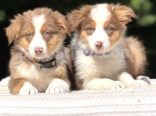 Secereli Ausie  Avusturalya Çoban Köpeği Yavruları görsel