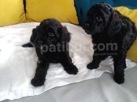En Güzel Black Toy Poodle Yavrularımız Aşılı Karneli 