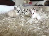Çok özel sçr Belgeli ragdoll  yavrularımız 