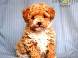 MİNİ PUPPY BOY KAHVE TONLU KIVIRCIK TÜYLÜ MALTİPO YAVRULAR 