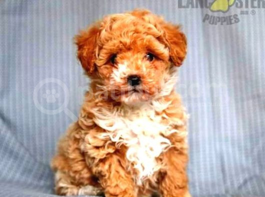 Mi̇ni̇ Puppy Boy Kahve Tonlu Kivircik Tüylü Malti̇po Yavrular 