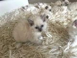 Çok Özel Sçr Belgeli Ragdoll  Yavrularımız 