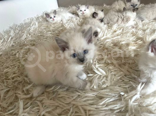 Çok Özel Sçr Belgeli Ragdoll  Yavrularımız  görsel
