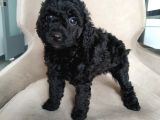 En Güzel Black Toy Poodle Yavrularımız Aşılı Karneli 