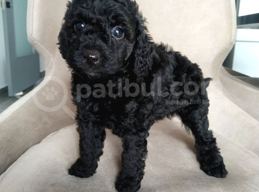 En Güzel Black Toy Poodle Yavrularımız Aşılı Karneli  görsel