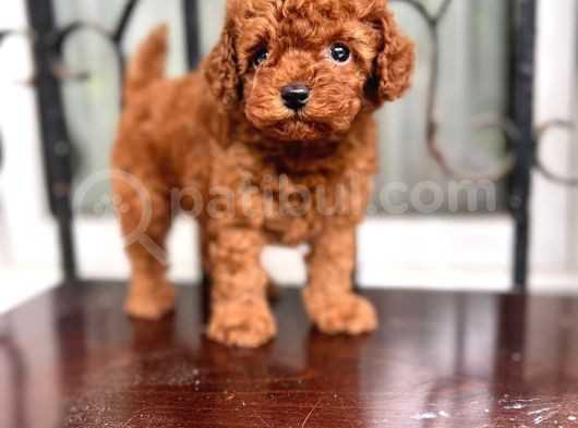 Show Kalite Redbrown Toy Poodle Yavrularımız görsel