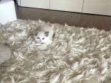 Çok Özel Sçr Belgeli Ragdoll  Yavrularımız 