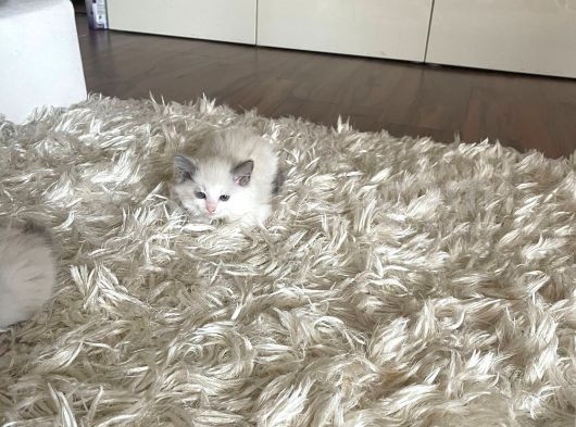 Çok Özel Sçr Belgeli Ragdoll  Yavrularımız  görsel
