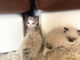 Çok Özel Sçr Belgeli Ragdoll  Yavrularımız 
