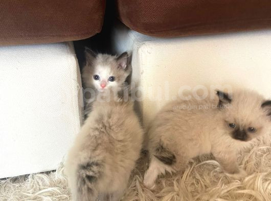 Çok Özel Sçr Belgeli Ragdoll  Yavrularımız  görsel