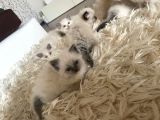 Çok Özel Sçr Belgeli Ragdoll  Yavrularımız 