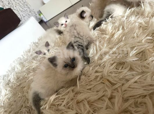 Çok Özel Sçr Belgeli Ragdoll  Yavrularımız  görsel