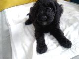 En Güzel Black Toy Poodle Yavrularımız Aşılı Karneli 