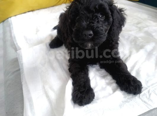 En Güzel Black Toy Poodle Yavrularımız Aşılı Karneli  görsel