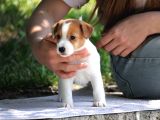 Safkan Fcı Secereli Jack Russel Terrier Yavruları