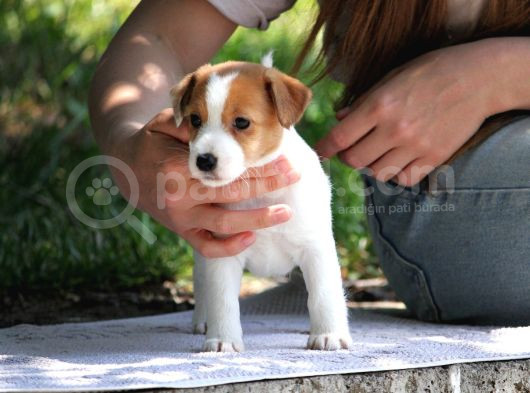 Safkan Fcı Secereli Jack Russel Terrier Yavruları görsel