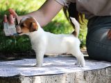 Safkan Fcı Secereli Jack Russel Terrier Yavruları