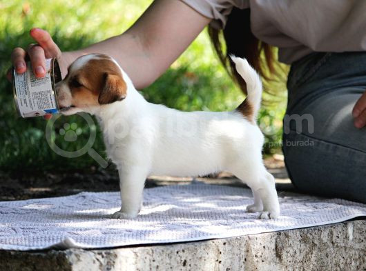 Safkan Fcı Secereli Jack Russel Terrier Yavruları görsel
