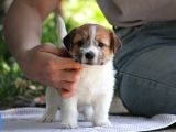 Safkan Fcı Secereli Jack Russel Terrier Yavruları
