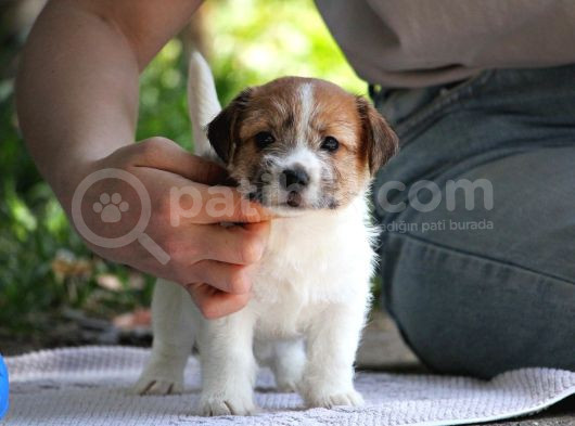 Safkan Fcı Secereli Jack Russel Terrier Yavruları görsel