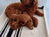 Show Kalite Redbrown Toy Poodle Yavrularımız