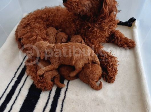 Show Kalite Redbrown Toy Poodle Yavrularımız görsel