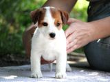 Safkan fcı secereli jack russel terrier yavruları