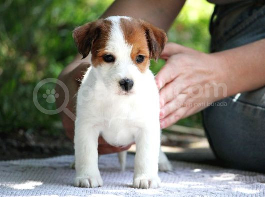 Safkan Fcı Secereli Jack Russel Terrier Yavruları