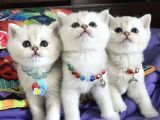 Show Kali̇te Bri̇ti̇sh Shorthai̇r Yavrularimiz