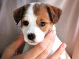 Safkan Fcı Secereli Jack Russel Terrier Yavruları