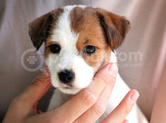 Safkan Fcı Secereli Jack Russel Terrier Yavruları görsel