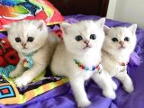 Show Kali̇te Bri̇ti̇sh Shorthai̇r Yavrularimiz