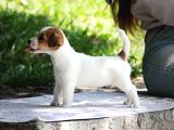 Safkan Fcı Secereli Jack Russel Terrier Yavruları