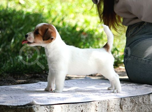 Safkan Fcı Secereli Jack Russel Terrier Yavruları görsel