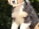 Secereli Ausie  Avusturalya Çoban Köpeği Yavruları