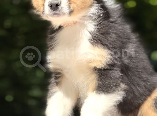 Secereli Ausie  Avusturalya Çoban Köpeği Yavruları görsel